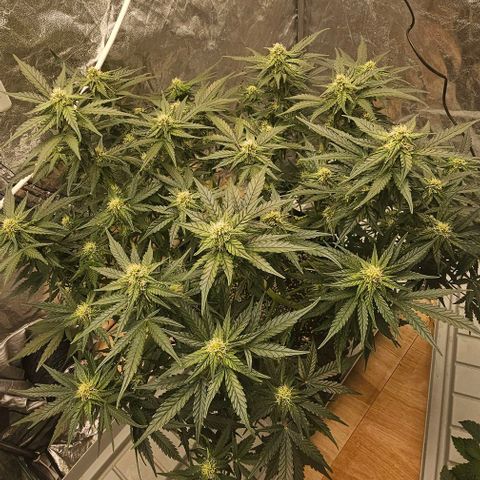 reesgrowlab Royal Bluematic Royal queen seeds growlog timeline photo