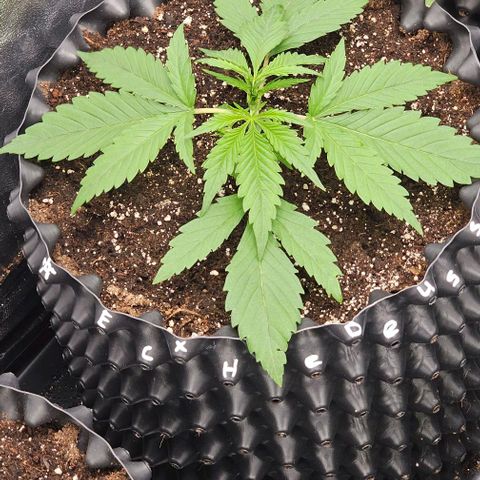 Reesgrowlab Exodus Cheese growlog timeline photo