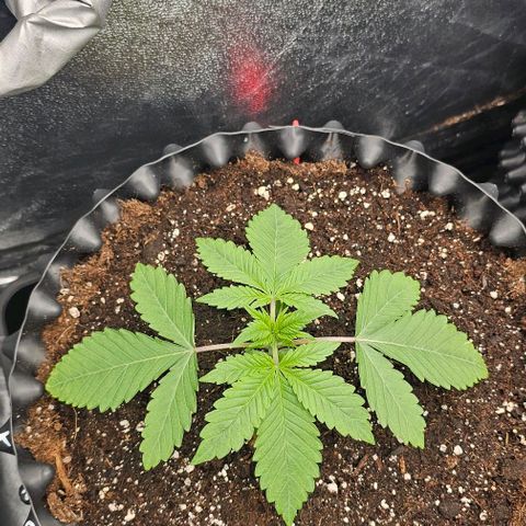 Reesgrowlab Kong's Krush growlog timeline photo