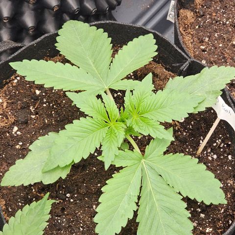Reesgrowlab Candy kush #1 growlog timeline photo