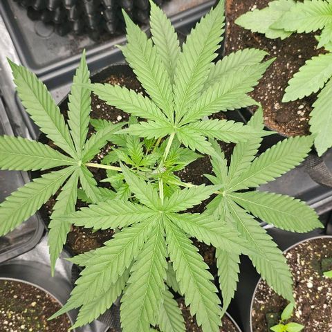 reesgrowlab Clone 1 Girl scout cookies growlog timeline photo