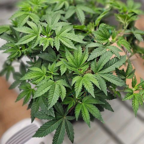 reesgrowlab Tarte Tatin Greenhouse growlog timeline photo