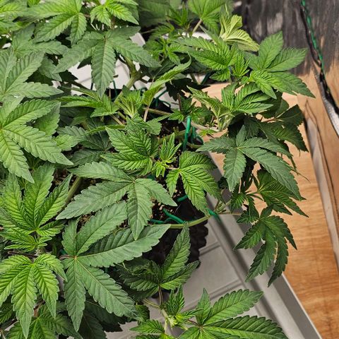 reesgrowlab Tarte Tatin Greenhouse growlog timeline photo