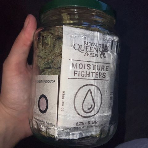 reesgrowlab F1 Orion Royal queen seeds growlog timeline photo