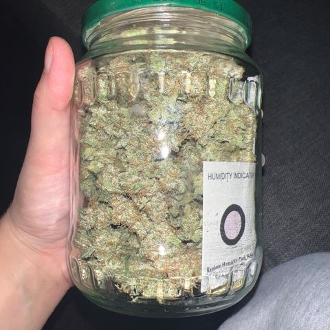 reesgrowlab F1 Orion Royal queen seeds growlog timeline photo