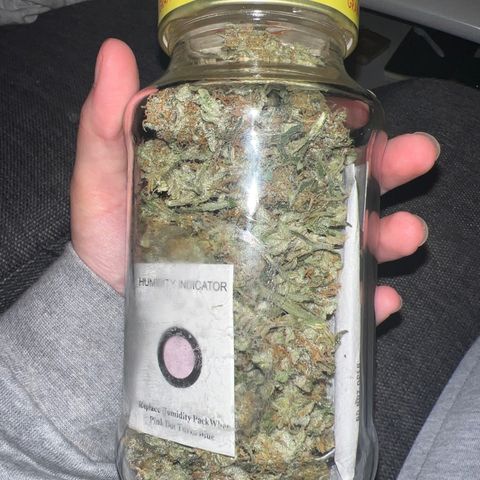 reesgrowlab HulkBerry Automatic Royal queen seeds growlog timeline photo