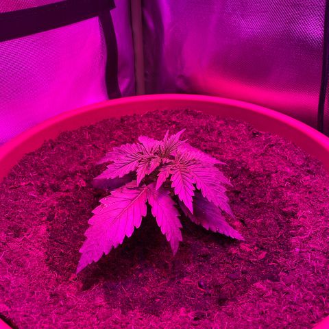 Irina  growlog timeline photo