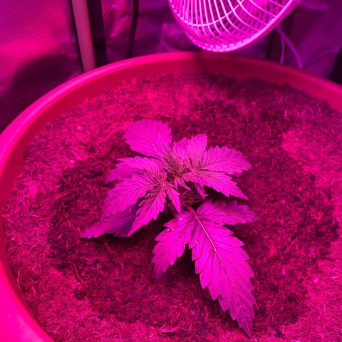 Gandalf der grüne  growlog timeline photo