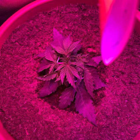 Irina  growlog timeline photo