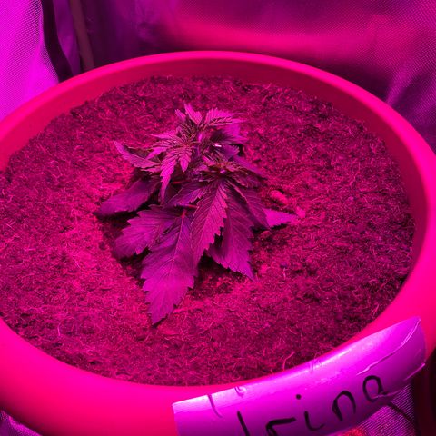 Irina  growlog timeline photo