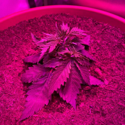 Irina  growlog timeline photo