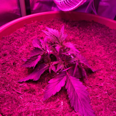 Gandalf der grüne  growlog timeline photo