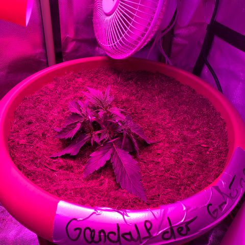Gandalf der grüne  growlog timeline photo