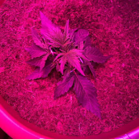 Gandalf der grüne  growlog timeline photo