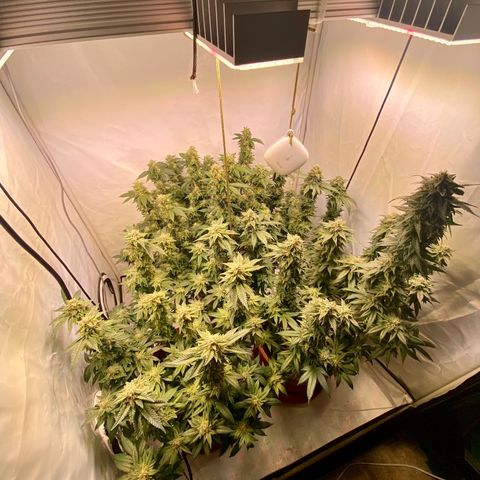 Irina  growlog timeline photo