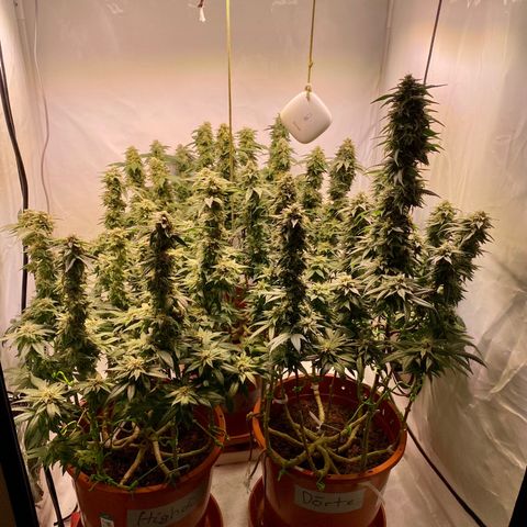 Irina  growlog timeline photo