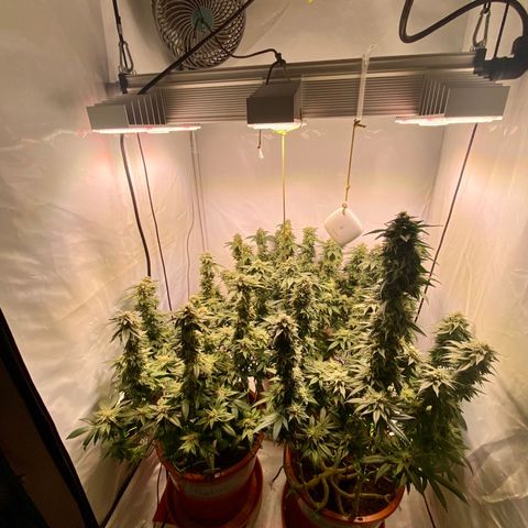Irina  growlog timeline photo