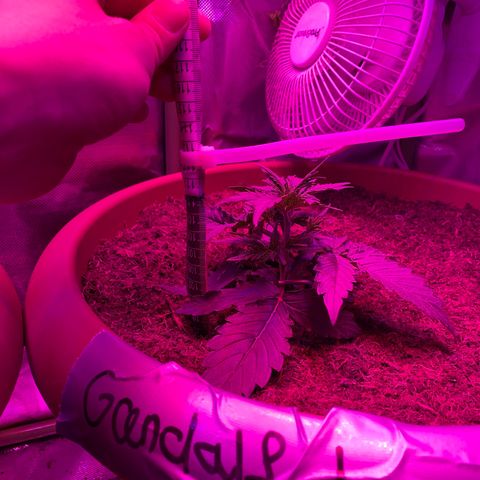 Gandalf der grüne  growlog timeline photo
