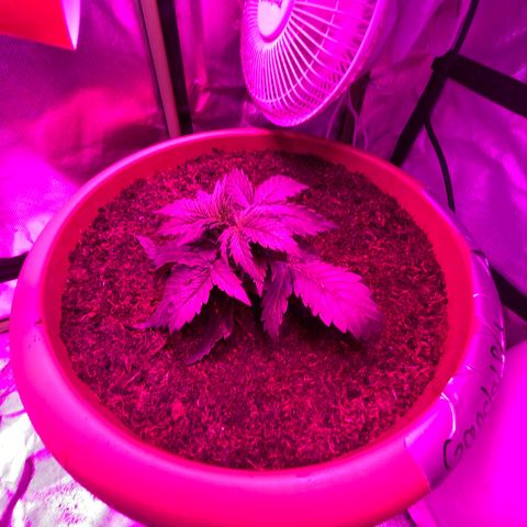 Gandalf der grüne  growlog timeline photo