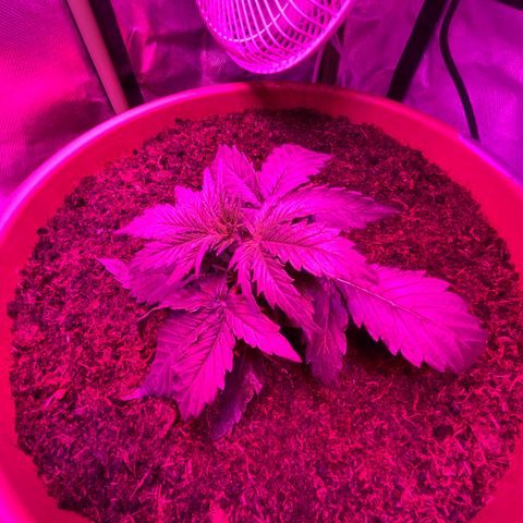 Gandalf der grüne  growlog timeline photo