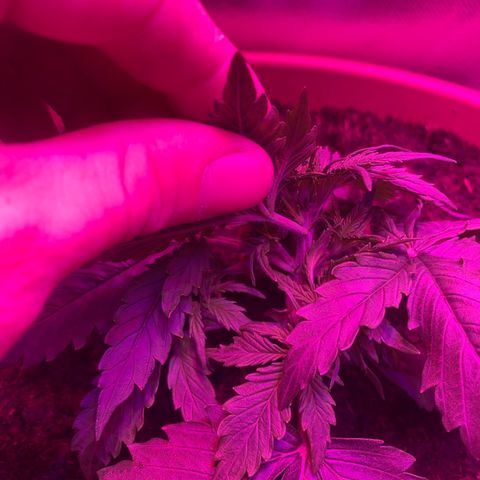 Irina  growlog timeline photo