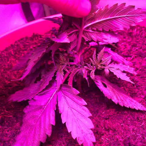 Irina  growlog timeline photo