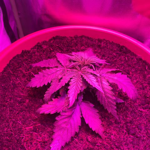 Irina  growlog timeline photo