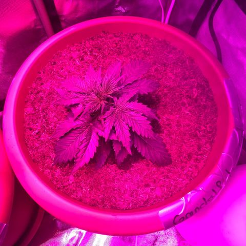 Gandalf der grüne  growlog timeline photo