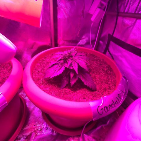 Gandalf der grüne  growlog timeline photo
