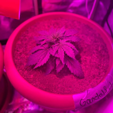 Gandalf der grüne  growlog timeline photo
