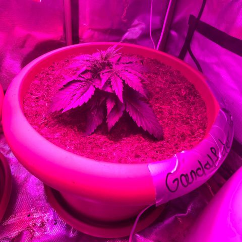Gandalf der grüne  growlog timeline photo