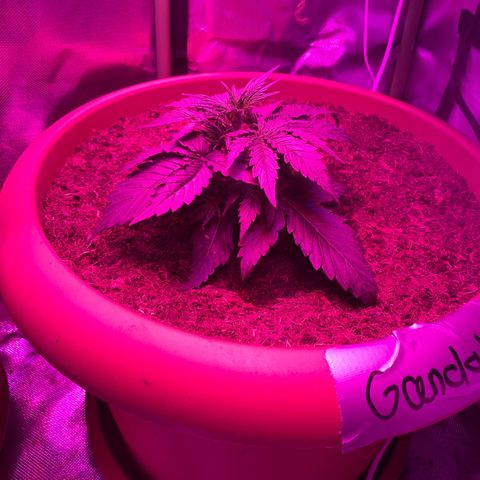 Gandalf der grüne  growlog timeline photo