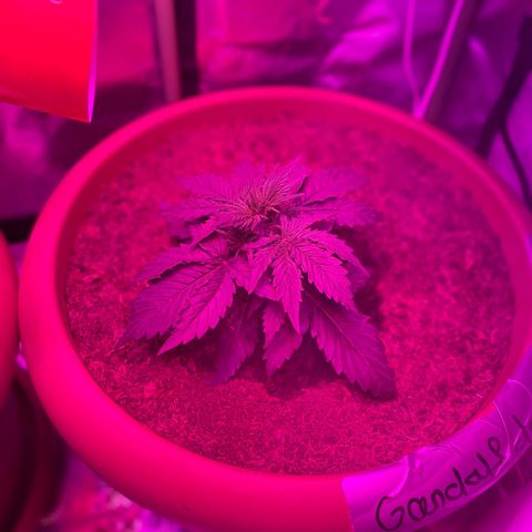 Gandalf der grüne  growlog timeline photo