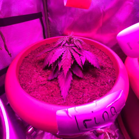 Irina  growlog photo: - mittels Lst-Clips die großen fächerblätter zur Seite bzw runter gebunden 
- Triebe an den Blättern vorbei nach oben geholt 