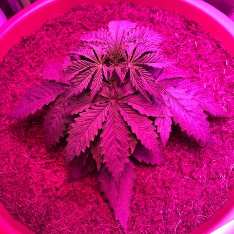 Irina  growlog photo: - mittels Lst-Clips die großen fächerblätter zur Seite bzw runter gebunden 
- Triebe an den Blättern vorbei nach oben geholt 
