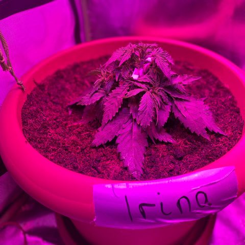 Irina  growlog photo: - mittels Lst-Clips die großen fächerblätter zur Seite bzw runter gebunden 
- Triebe an den Blättern vorbei nach oben geholt 