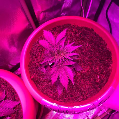 Gandalf der grüne  growlog timeline photo