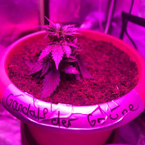 Gandalf der grüne  growlog timeline photo