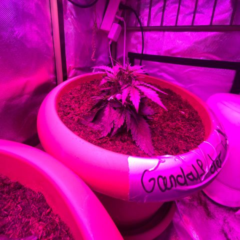 Gandalf der grüne  growlog timeline photo