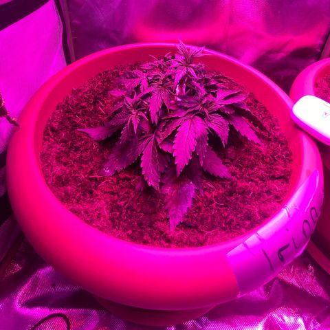 Irina  growlog timeline photo