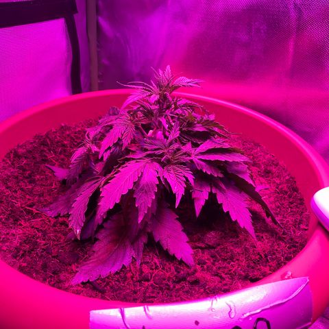 Irina  growlog timeline photo
