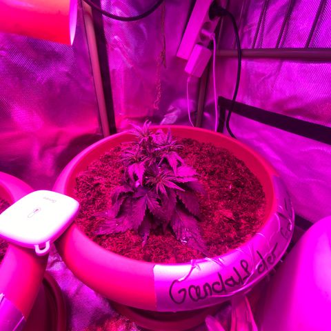 Gandalf der grüne  growlog timeline photo