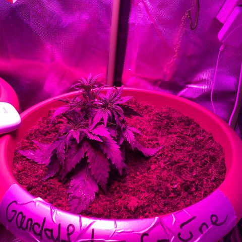 Gandalf der grüne  growlog timeline photo