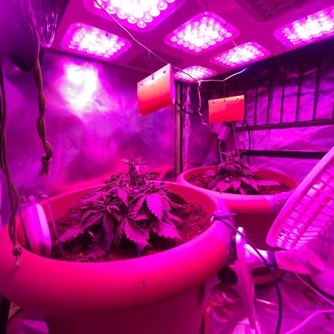 Irina  growlog timeline photo