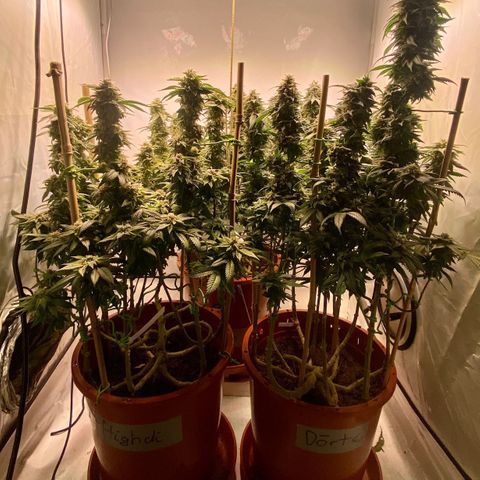 Irina  growlog timeline photo