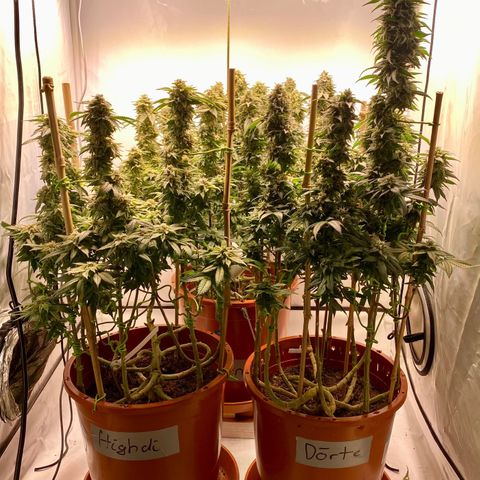 Irina  growlog timeline photo