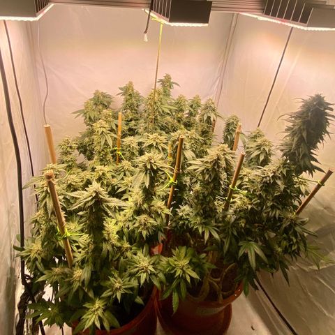 Irina  growlog timeline photo