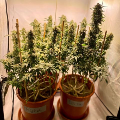 Irina  growlog timeline photo