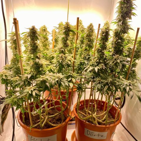 Irina  growlog timeline photo