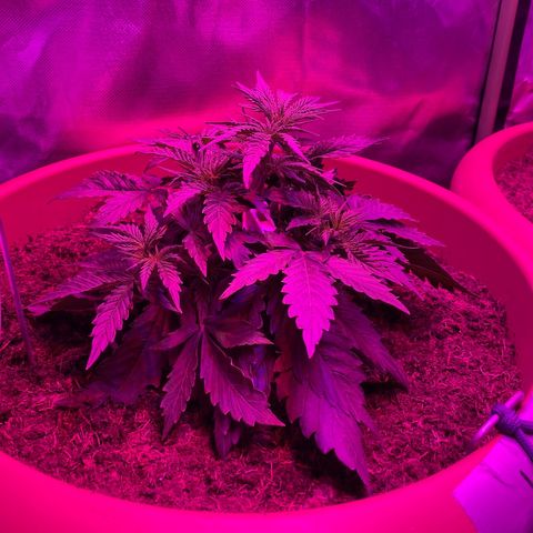 Irina  growlog timeline photo